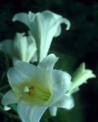 Easter Lily